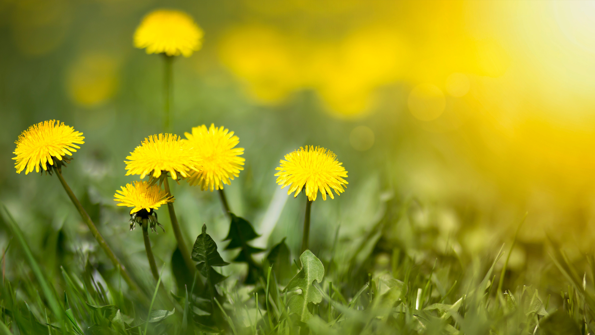 Primex Garden Center-Glenside-Pennsylvania-Edible Plants-dandelions growing in grass 