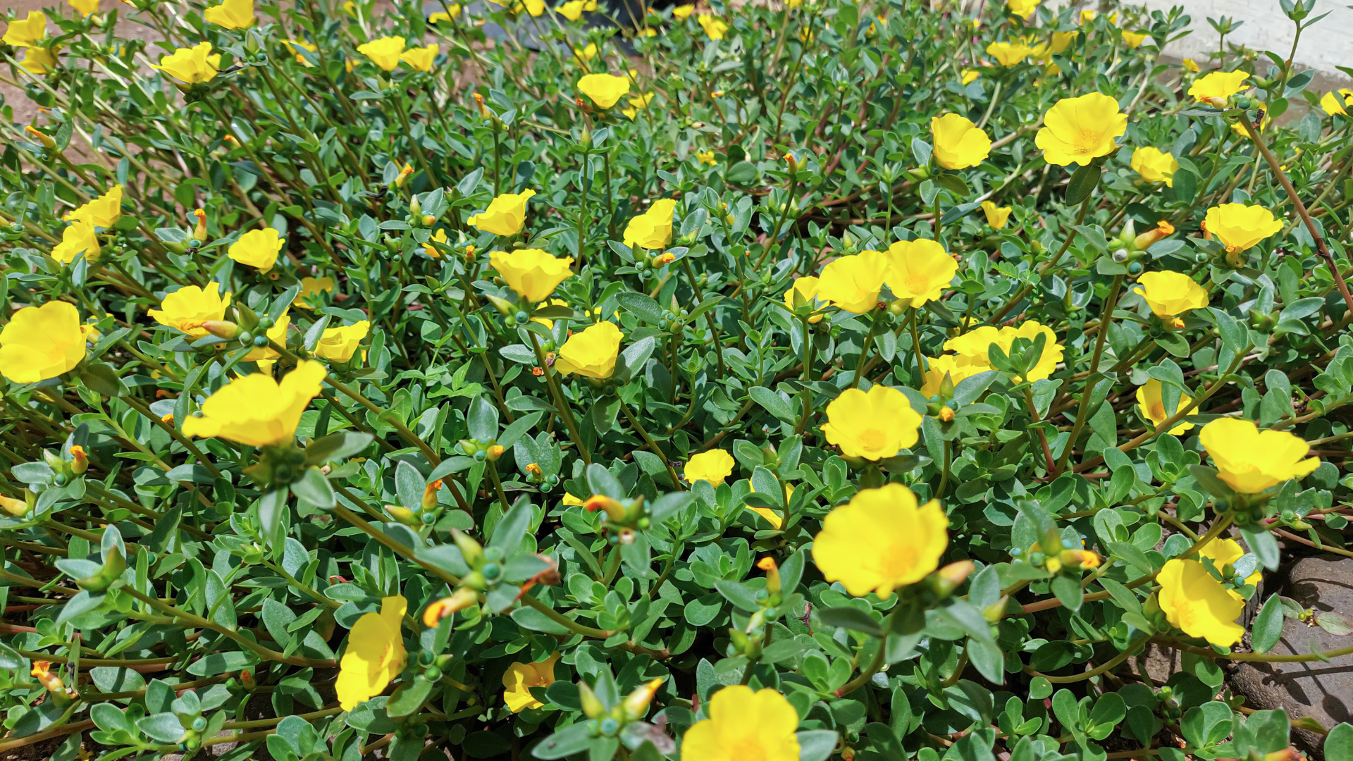 Primex Garden Center-Glenside-Pennsylvania-Edible Plants-purslane 