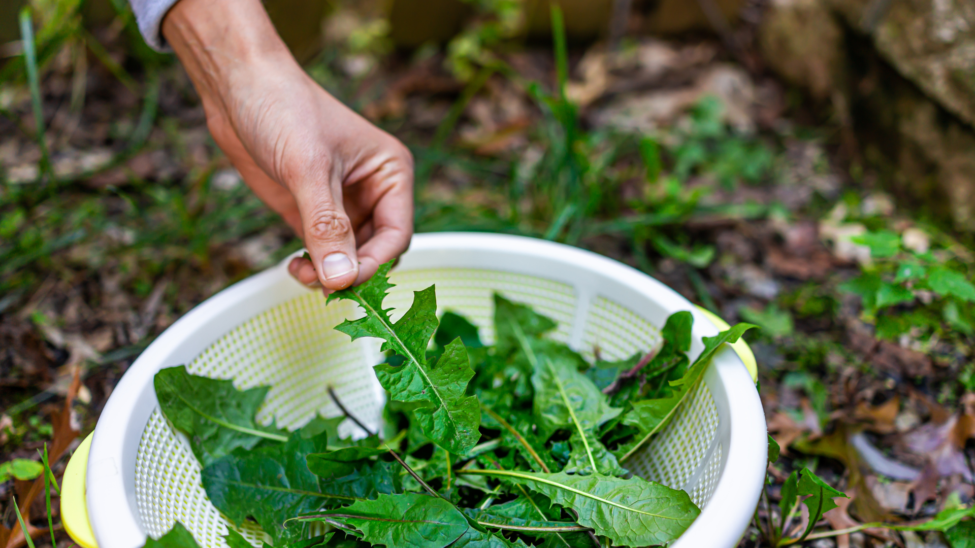 Primex Garden Center-Glenside-Pennsylvania-Edible Plants-woman harvesting dandelion greens 