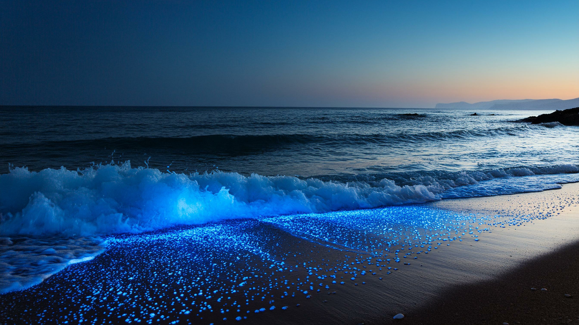 Primex Garden Center-Glenside-Pennsylvania-Firefly Petunias-bioluminescent plankton in ocean