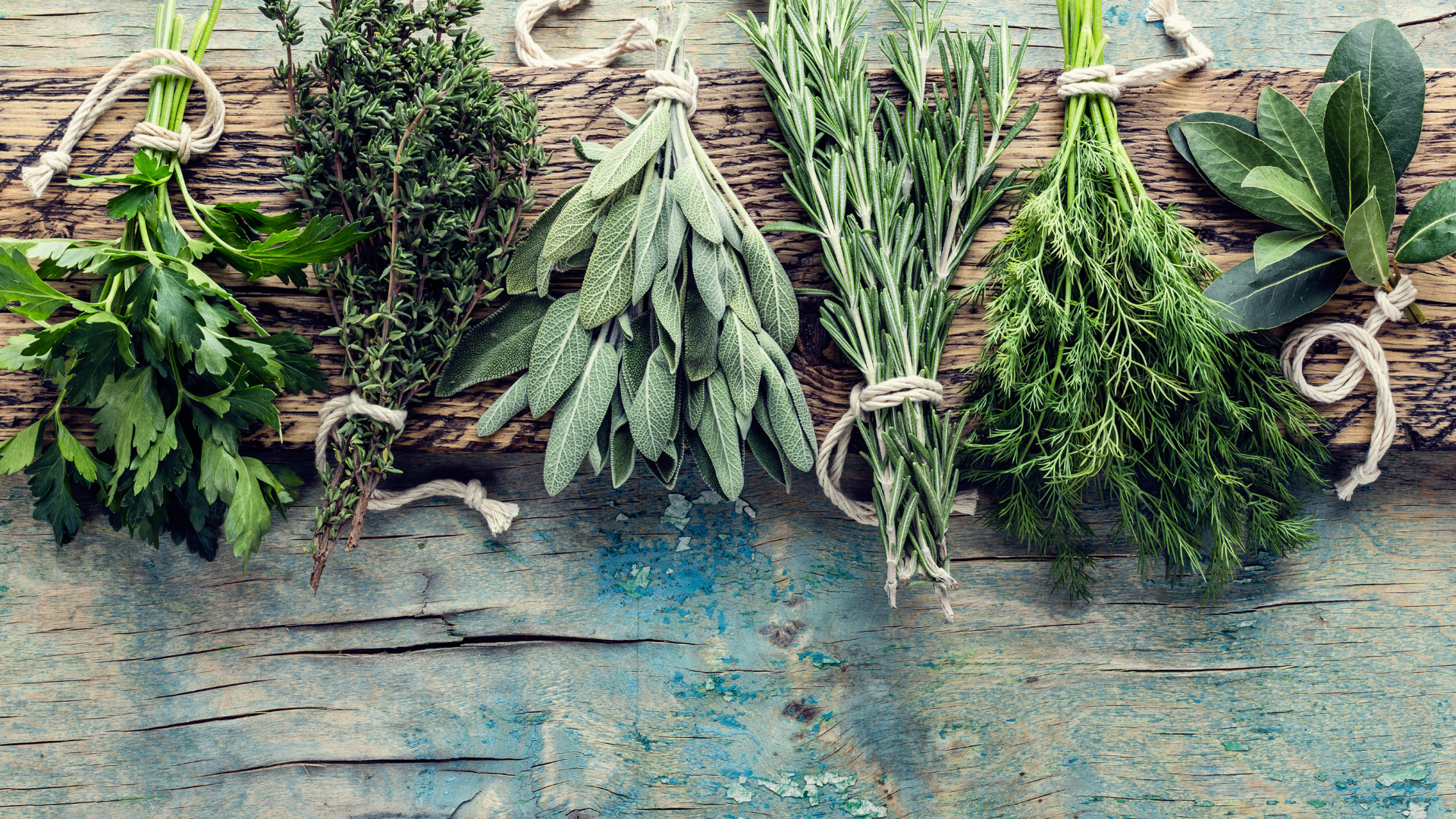 Primex Garden Center-Glenside-Pennsylvania-Outdoor Herb Gardens-herbs drying