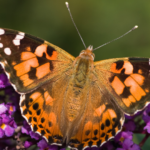 Primex Garden Center-Glenside-Pennsylvania-Butterfly Gardens-Painted Lady.png