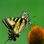 Primex Garden Center-Glenside-Pennsylvania-Eastern Tiger Swallowtail