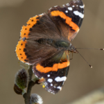 Primex Garden Center-Glenside-Pennsylvania-Butterfly Gardens-red admiral butterfly.png 