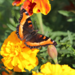 Fire-Rimmed Tortoiseshell (Aglais urticae)
