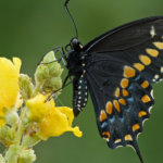 Primex Garden Center-Glenside-Pennsylvania-Butterfly Gardens-black swallowtail butterfly 