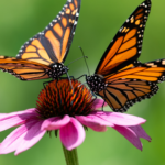 Primex Garden Center-Glenside-Pennsylvania-Butterfly Gardens-monarch butterflies on purple coneflower 