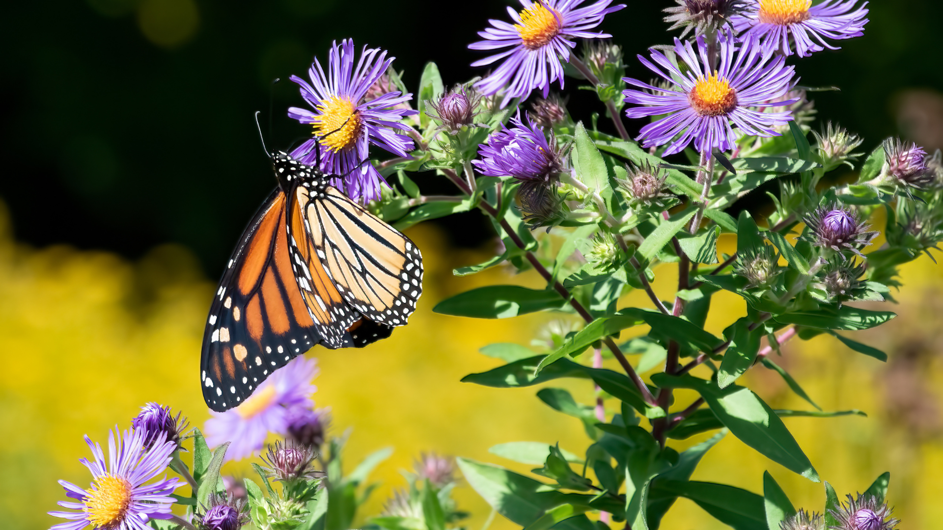 Primex Garden Center-Glenside-Pennsylvania-Butterfly Gardens-monarch butterfly on purple aster flower 