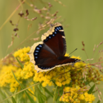 Primex Garden Center-Glenside-Pennsylvania-Butterfly Gardens-morning cloak butterfly 