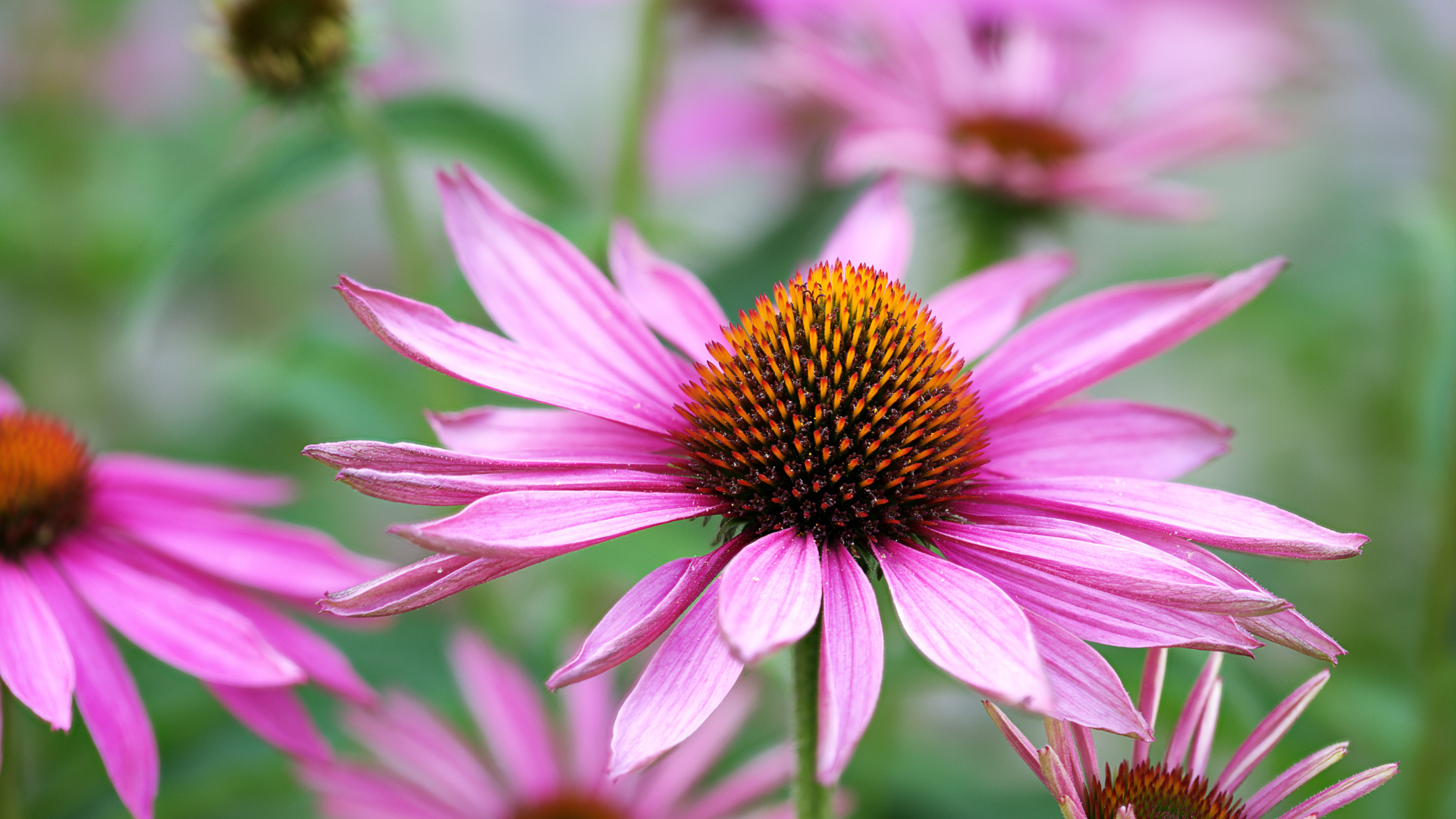 Primex Garden Center-Glenside-Pennsylvania-Butterfly Gardens-purple coneflower