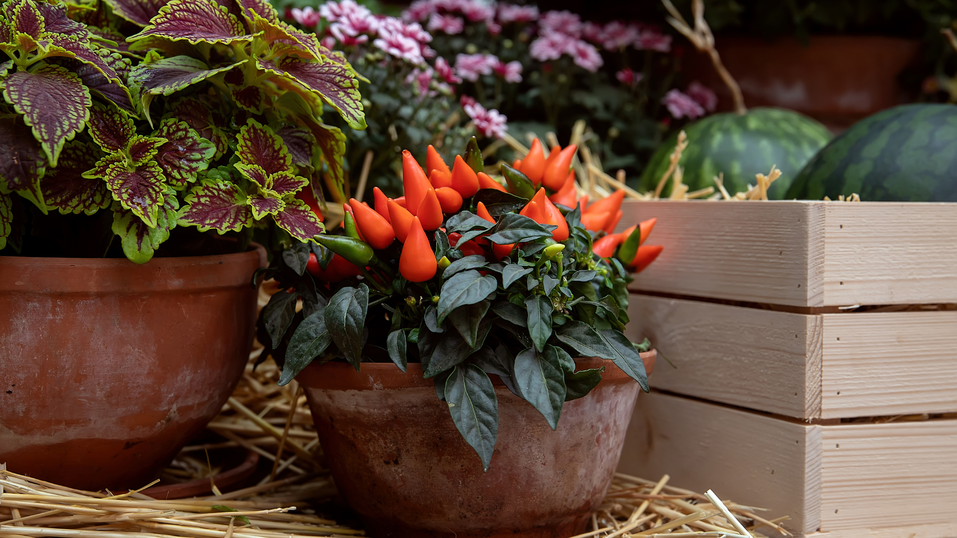 Primex Garden Center-Glenside-Pennsylvania-Fall Watering Tips-fall container garden-peppers-coleus