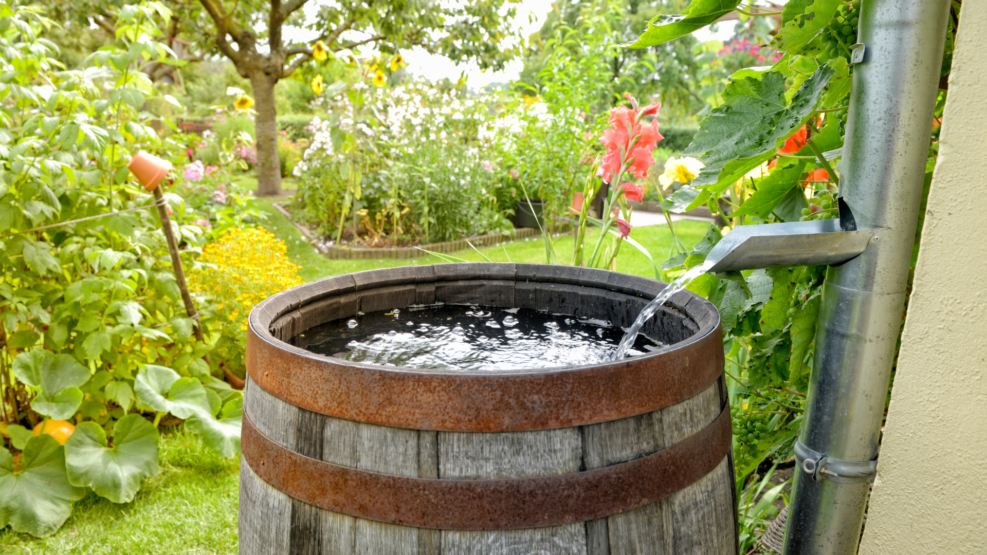 Primex Garden Center-Glenside-Pennsylvania-Fall Watering Tips-rain barrel catching water from down spout