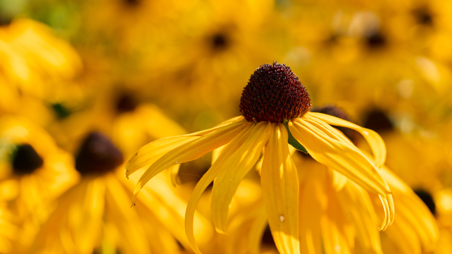 Primex Garden Center-Glenside-Pennsylvania-Monthly Gardening Horoscope-Leo-Rudbekia-Black-eyed susans 