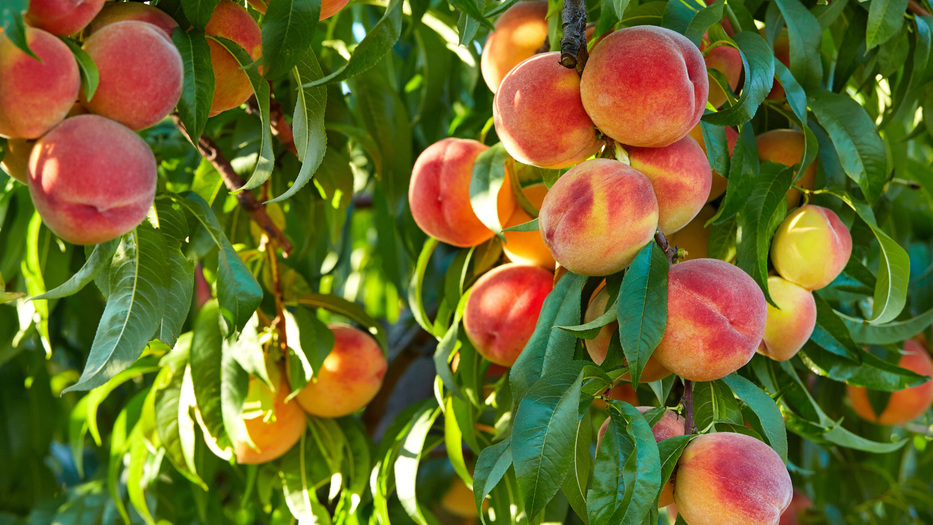 Primex Garden Center-Glenside-Pennsylvania-Monthly Gardening Horoscope-Leo-ripe peaches on tree 