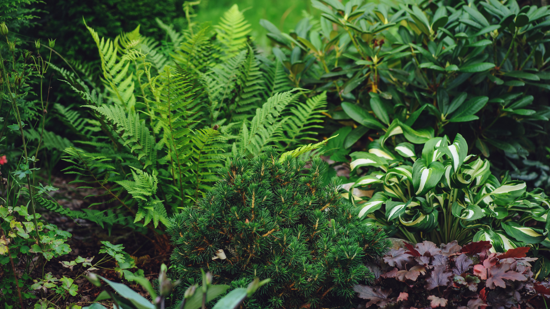 Primex Garden Center-Glenside-Pennsylvania-Shade Gardens-ferns and hostas shade garden