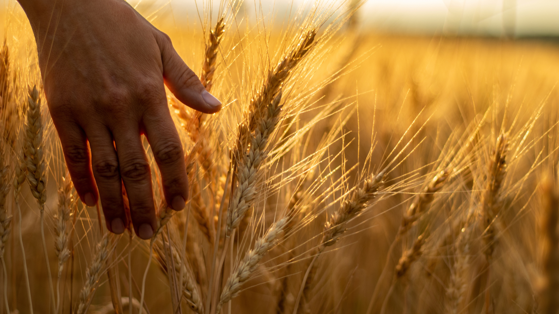 Primex Garden Center-Glenside-Pennsylvania-Astrological Gardening Virgo-hand brushing over wheat in field at sunset