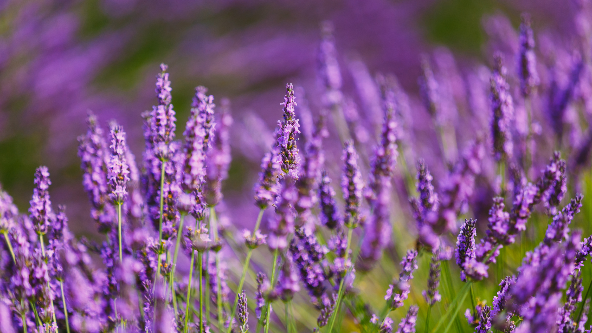 Primex Garden Center-Glenside-Pennsylvania-Astrological Gardening Virgo-lavender growing in field