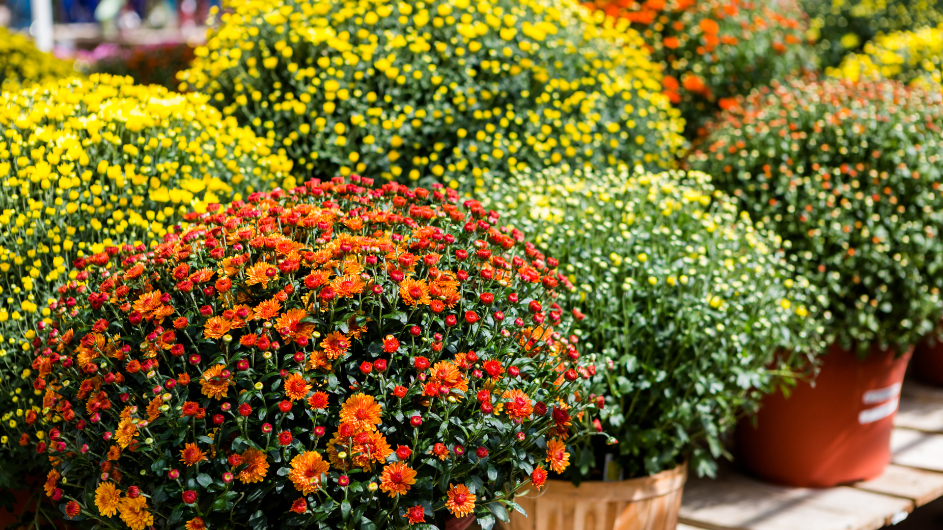 Primex Garden Center-Glenside-Pennsylvania-Fall plants Glenside-fall mums.png 
