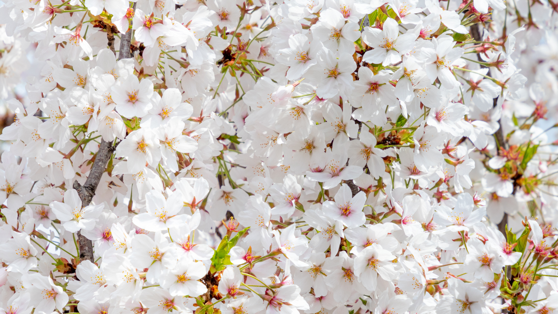 Primex Garden Center-Glenside-Pennsylvania-Urban Trees for Glenside-flowering cherry tree-blossoms 