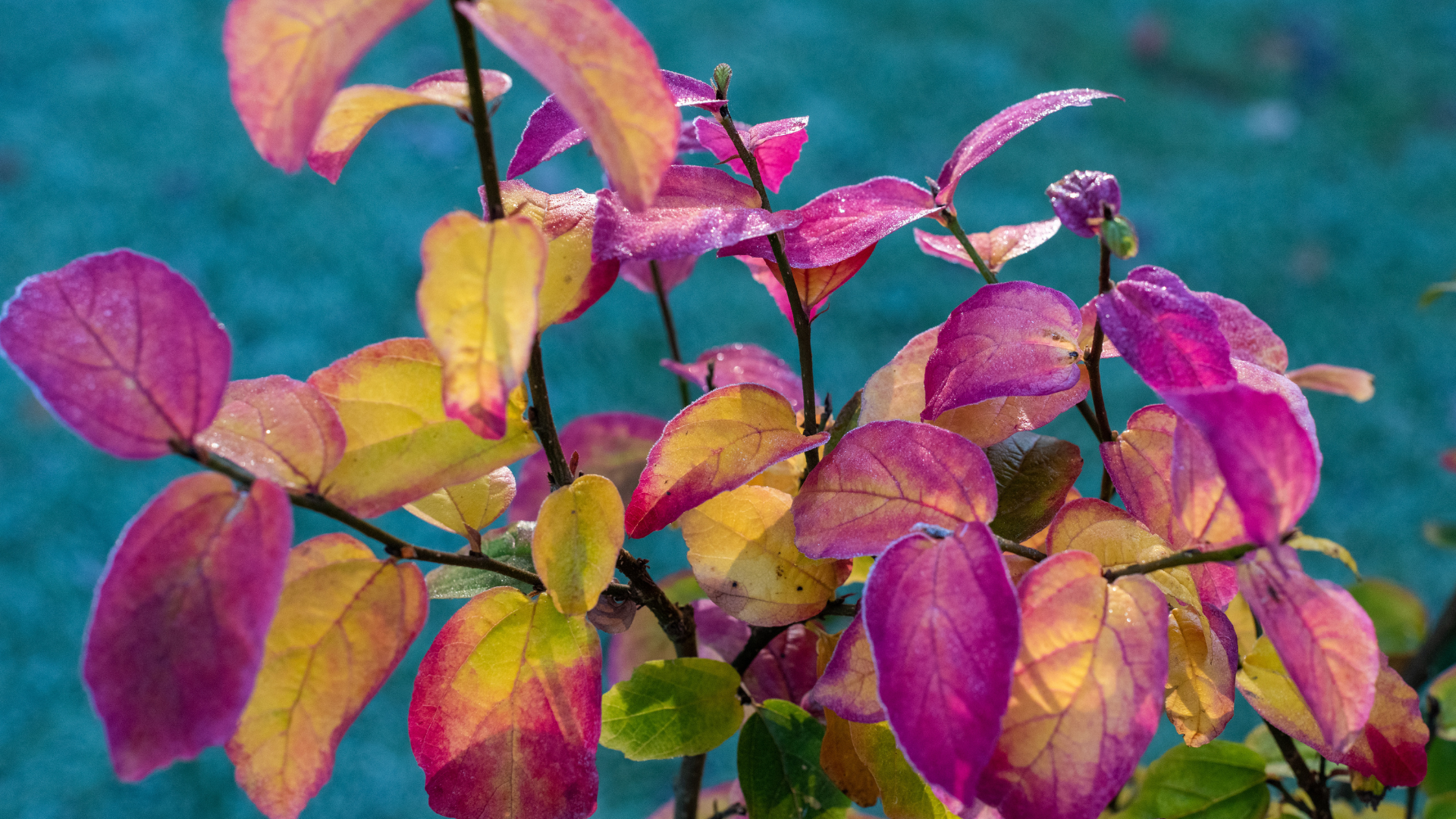 Primex Garden Center-Glenside-Pennsylvania-Urban Trees for Glenside-persian ironwood 
