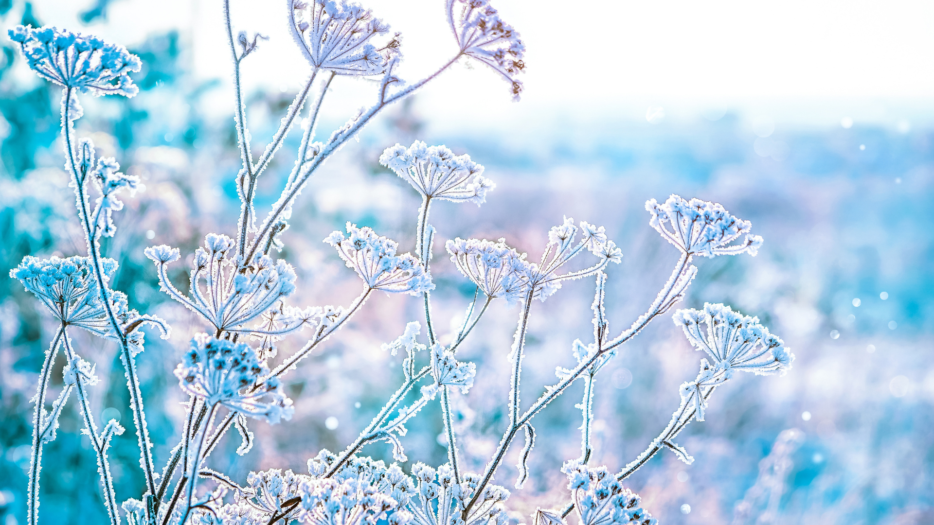 Primex Garden Center-Glenside-Pennsylvania-Winter Interest Plants-plants seed heads for winter interest