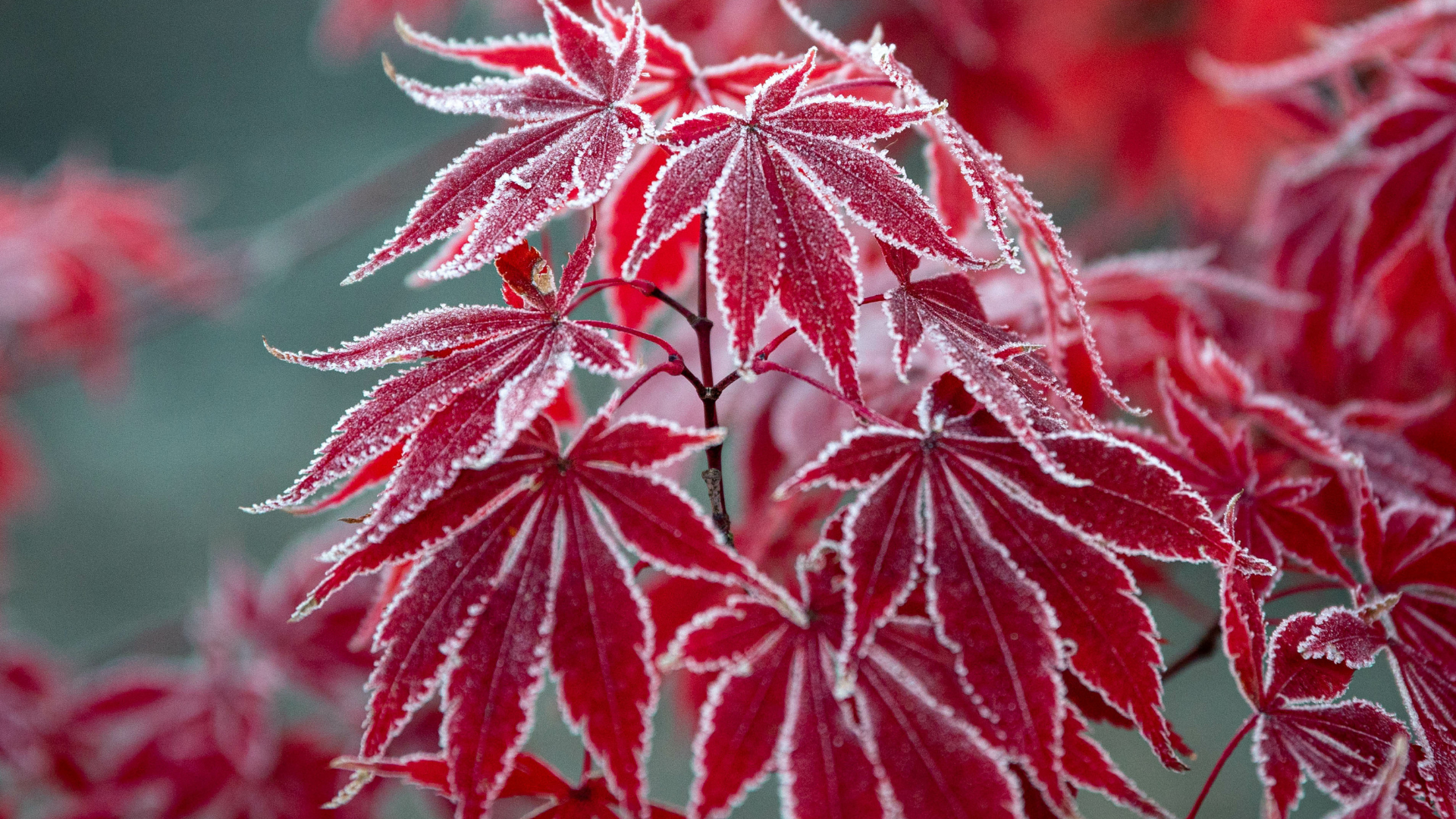 Primex Garden Center-Glenside-Pennsylvania-Winter Interest Plants-red Japanese maple tree in winter