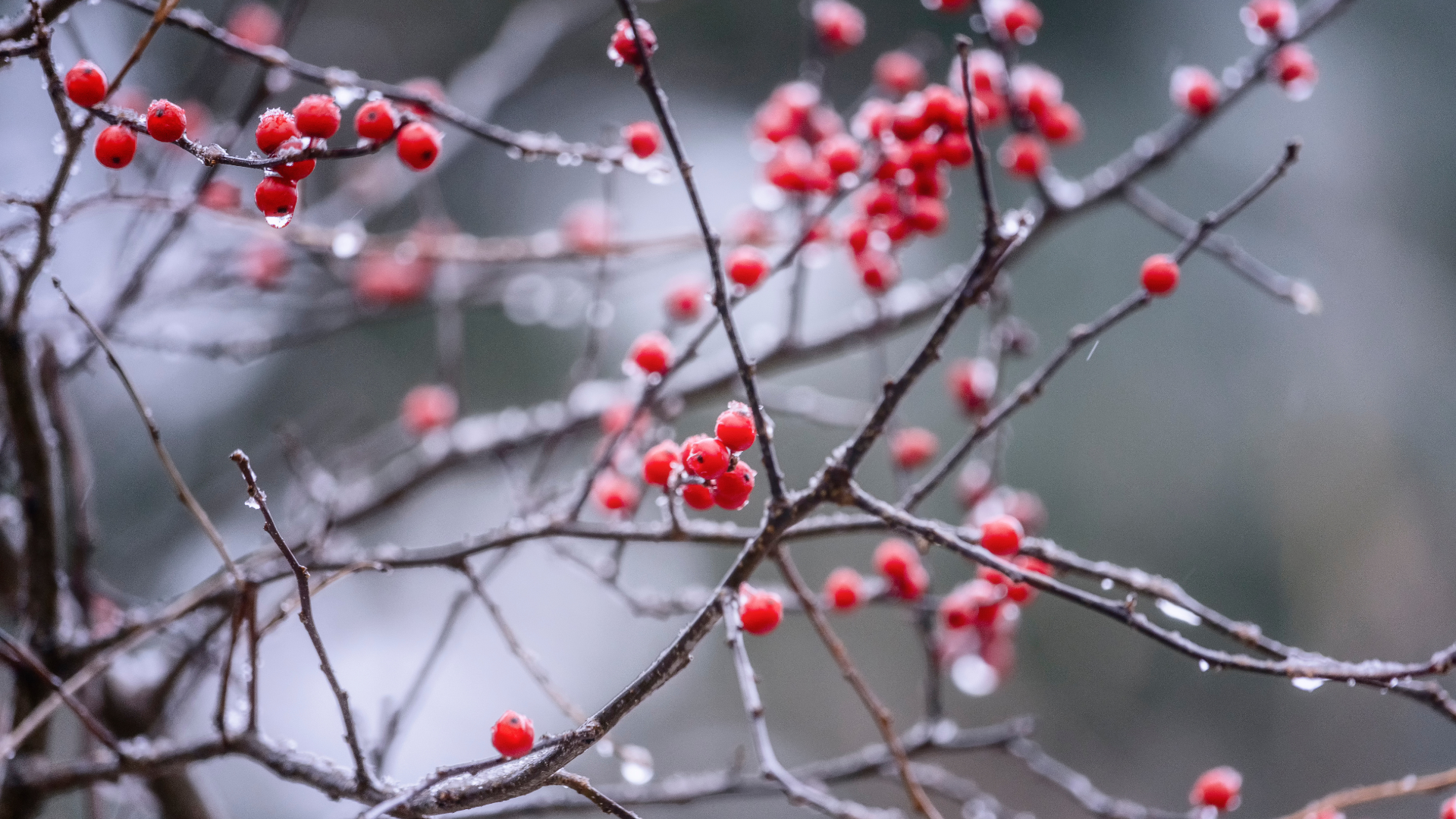 Primex Garden Center-Glenside-Pennsylvania-Winter Interest Plants-red berries on bare winter tree branch