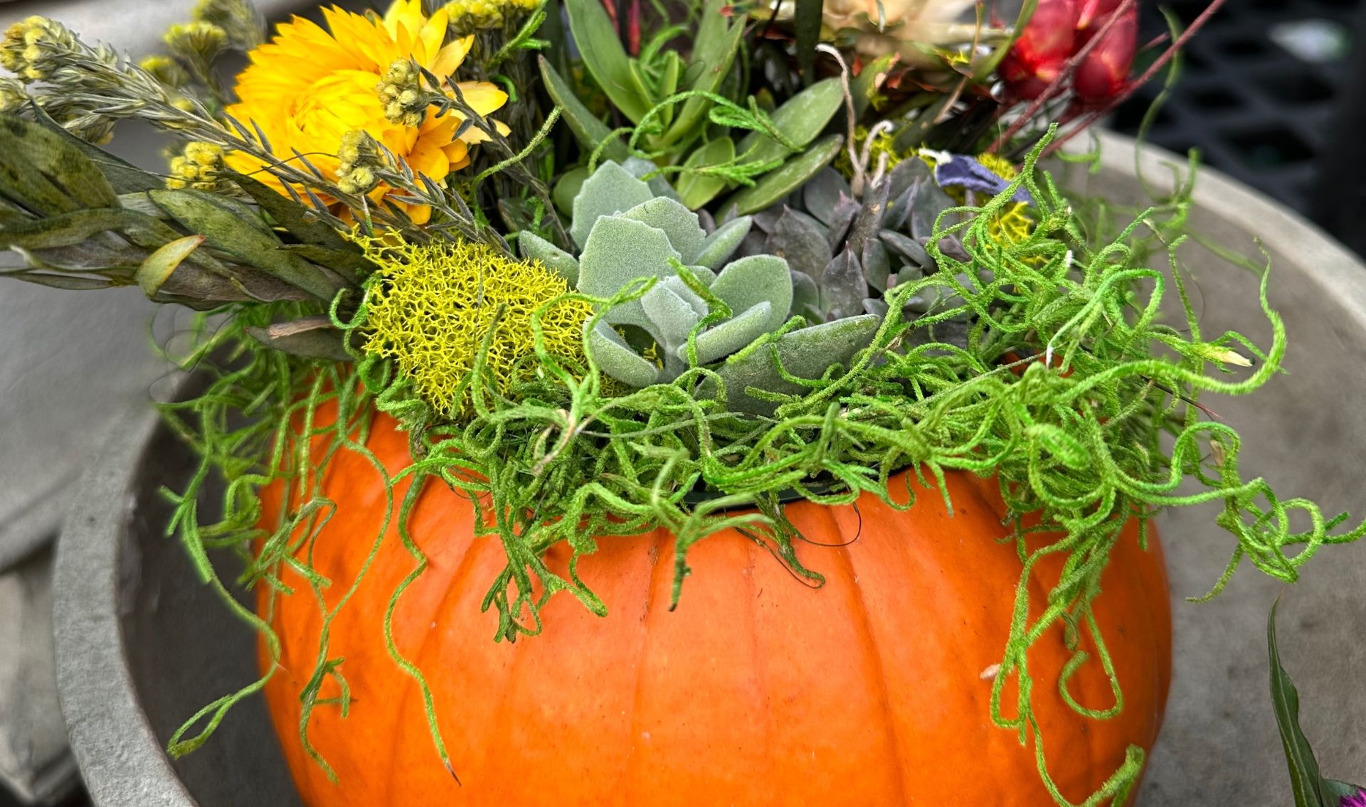 Primex Garden Center-Glenside-Pennsylvania-Pumpkin Succulent Terrarium Workshop