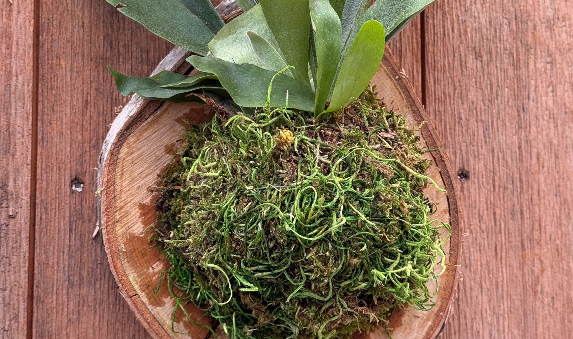 Primex Garden Center-Glenside-Pennsylvania-Mounted Fern Workshop