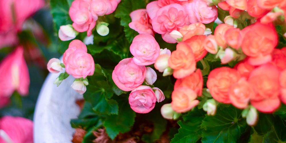 Primex-Glenside-pennsylvania-growing-beautiful-begonia-in-pot