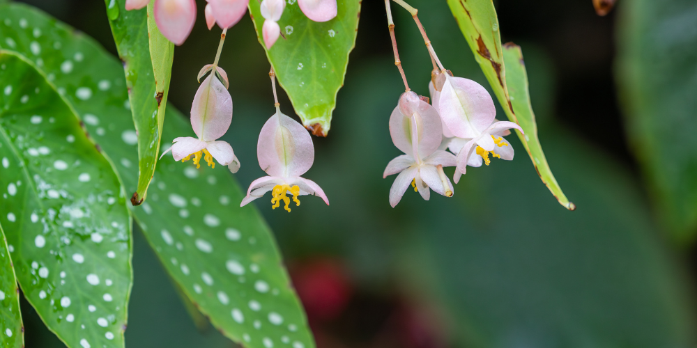 Primex-Glenside-pennsylvania-growing-beautiful-begonia-angel-wings