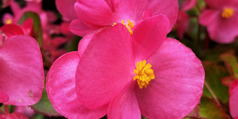 Primex-Glenside-pennsylvania-growing-beautiful-begonia-pink-flower