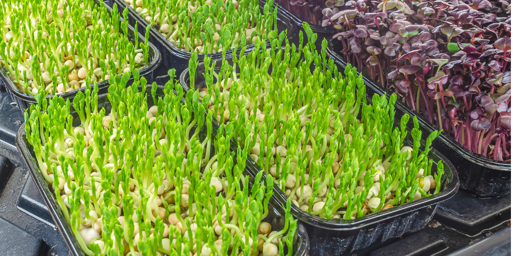 Primex-Glenside-Pennsylvania-Growing-microgreens-indoors-microgreen-trays
