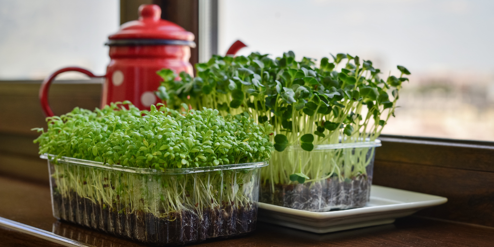 Primex-Glenside-Pennsylvania-Growing-microgreens-indoors-on-windowsill