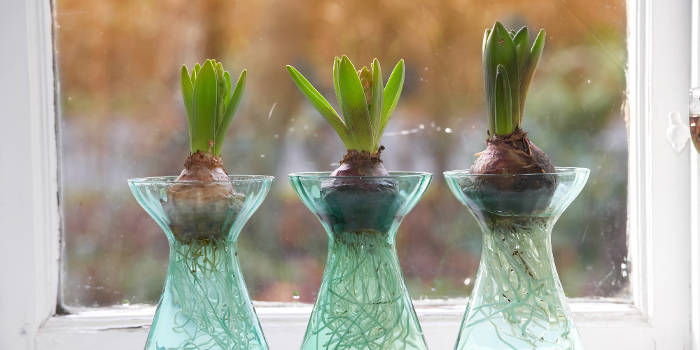 Primex-Garden-Center-Glenside-Pennsylvania-Bulbs-in-Glass-Vases.