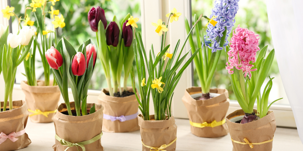 Primex-Garden-Center-Glenside-Pennsylvania-Flowering-Bulbs