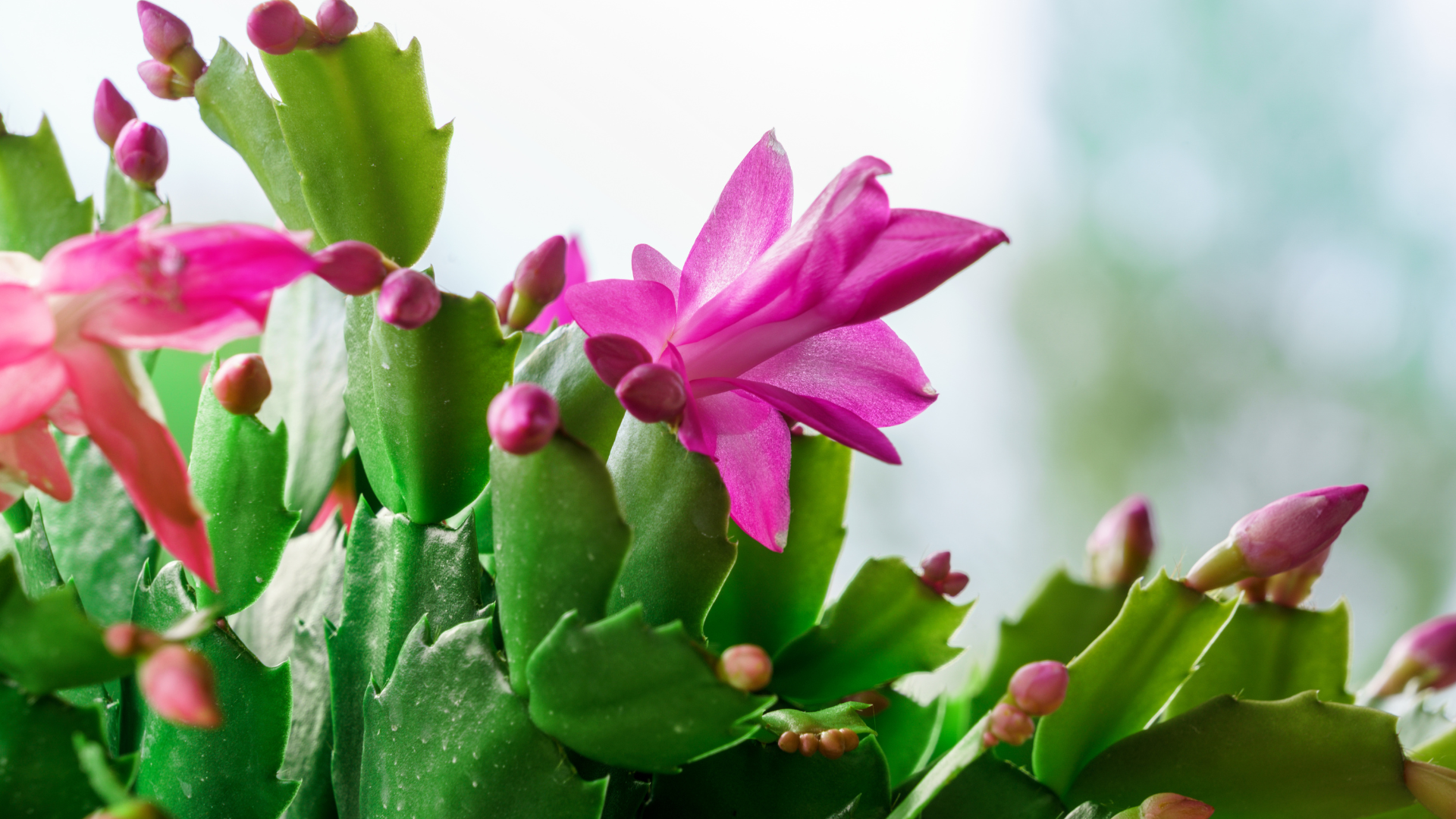 Christmas Cactus vs Thanksgiving Cactus: The Ultimate Guide to Holiday Cacti  - Primex Garden Center