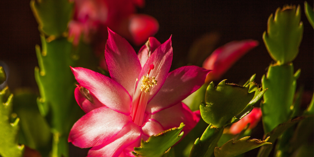 Primex-Garden-Center-Glenside-Pennsylvania-Holiday-Cacti-Guide-Christmas-cactus