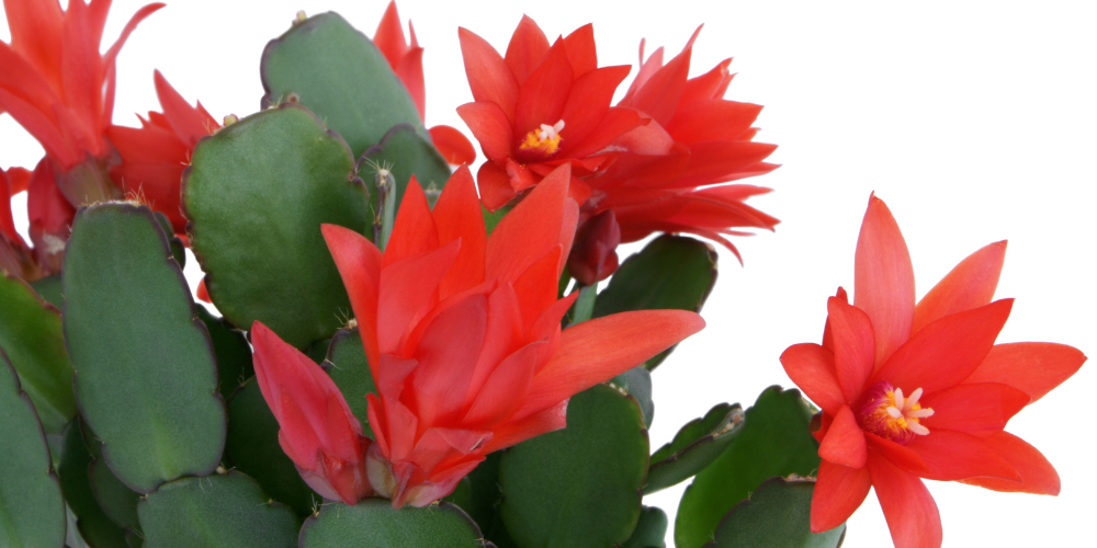 Primex-Garden-Center-Glenside-Pennsylvania-Holiday-Cacti-Guide-thanksgiving-cactus
