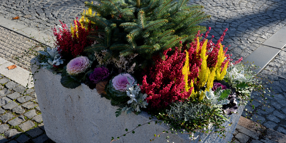 Primex-Garden-Center-Glenside-Pennsylvania-Transition-Your-Containers-for-Stunning-Winter-Displays-ornamental-kale