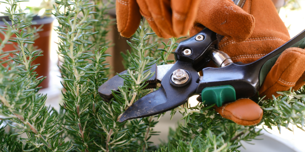 Primex-Garden-Center-Glenside-Pennsylvania-Transition-Your-Containers-for-Stunning-Winter-Displays-winter-pruning