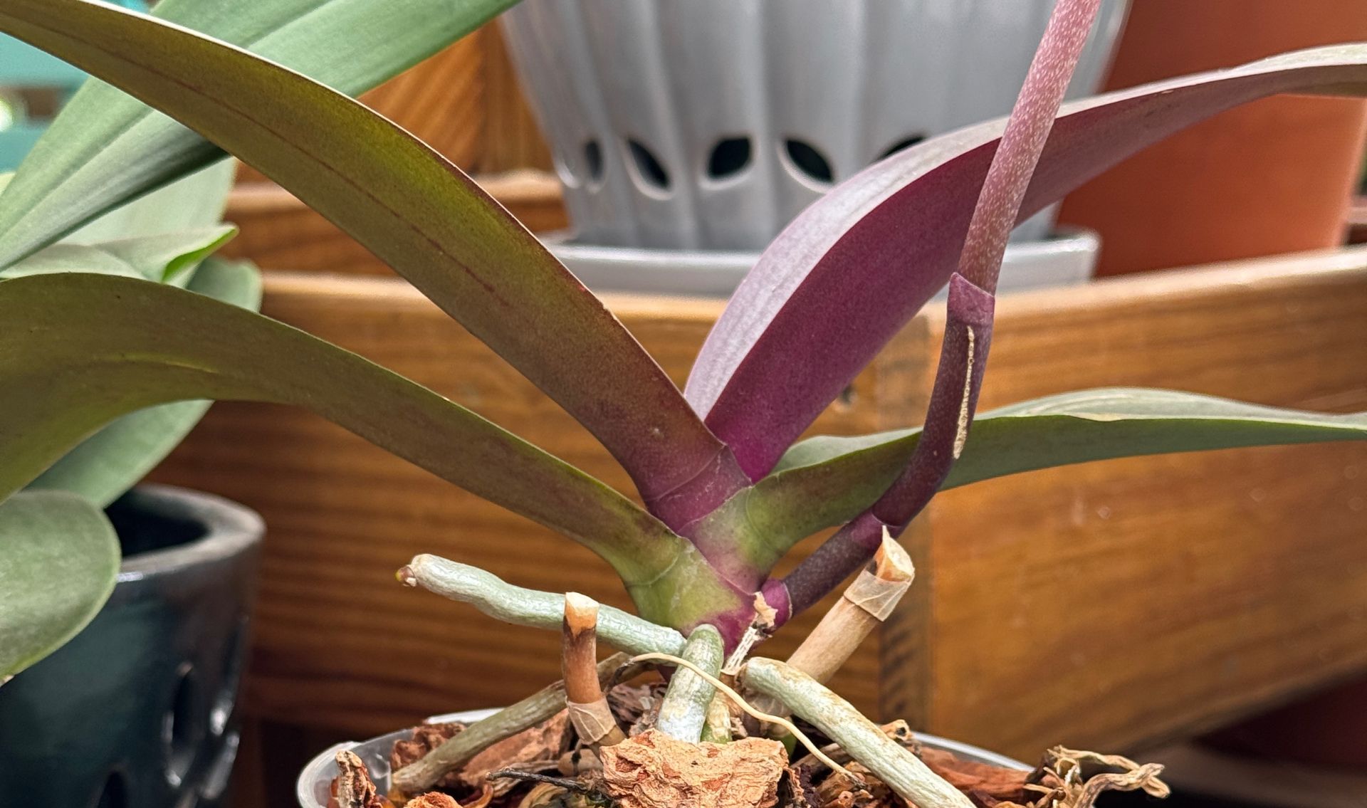 Primex-Garden-Center-Glenside-Pennsylvania-Winter Workshop-Orchid Repotting