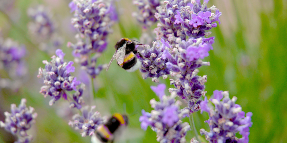 Primex-Garden-Center-Glenside-Pennsylvania-A Fresh Start Embrace Organic Gardening This New Year-pollinators