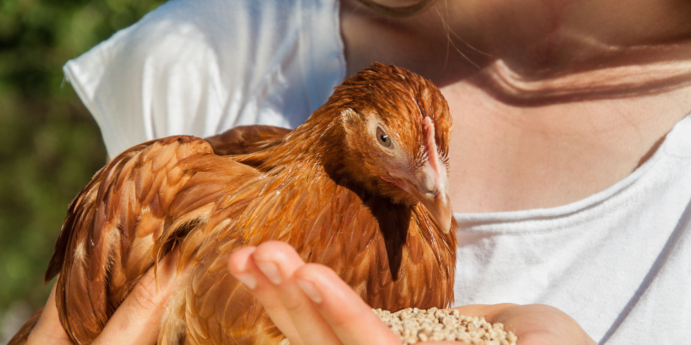 Primex-Garden-Center-Glenside-Pennsylvania-Backyard-Birds-—-The-Newest-Trend-in-Sustainable-Living-backyard-chicken-raising