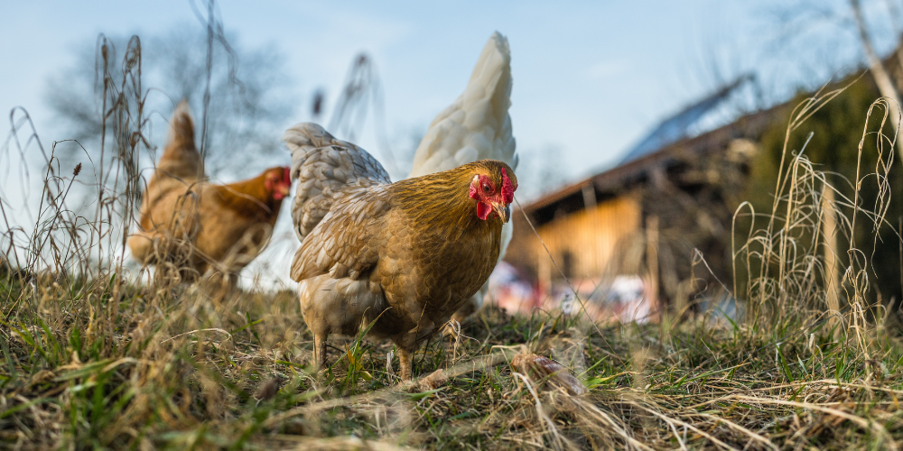 Primex-Garden-Center-Glenside-Pennsylvania-Backyard-Birds-—-The-Newest-Trend-in-Sustainable-Living-chicken-pest-control