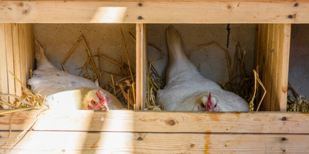 Primex-Garden-Center-Glenside-Pennsylvania-Backyard-Birds-—-The-Newest-Trend-in-Sustainable-Living-fresh-eggs
