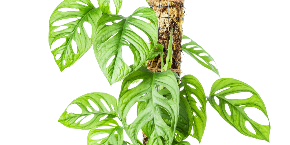 Primex-Garden-Center-Glenside-PennsylvaniaLets-Get-Mossy-Using-Moss-as-Indoor-Decor-moss-pole-support