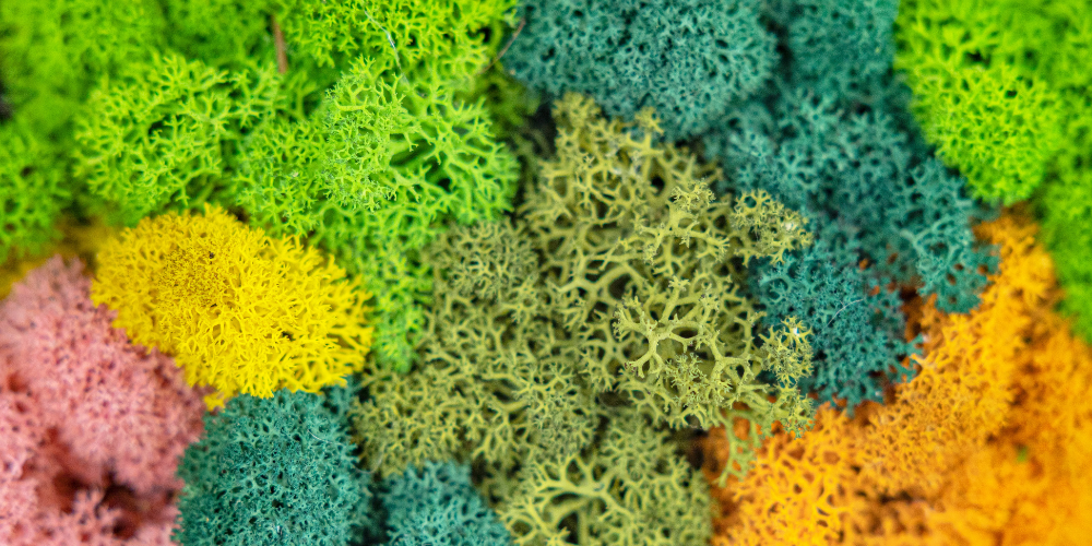 Primex-Garden-Center-Glenside-PennsylvaniaLets-Get-Mossy-Using-Moss-as-Indoor-Decor-preserved-moss