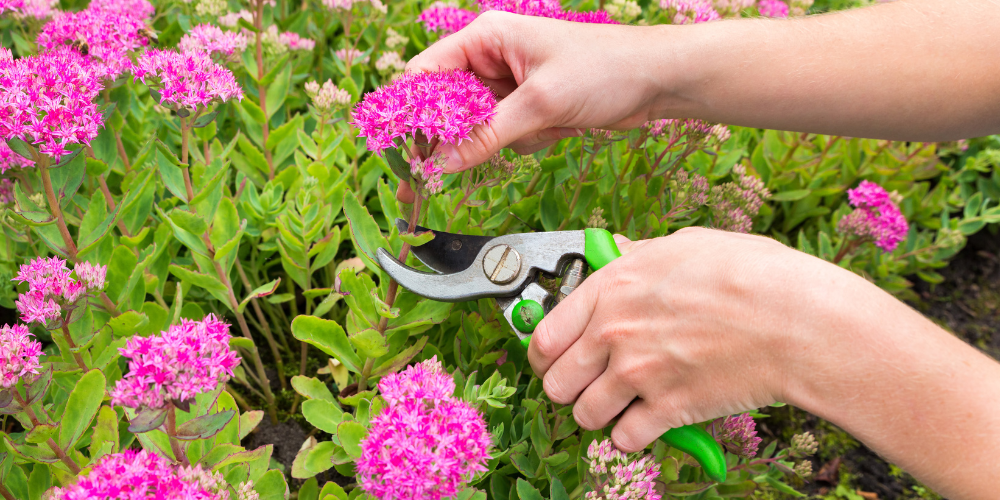 Primex-Garden-Center-Glenside-Pennsylvania-Best-Pruning-Techniques-for-Healthy-Plants_-Timing-Tips-for-Success-deadheading