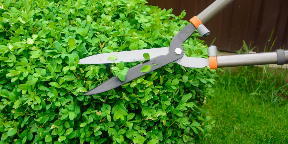 Primex-Garden-Center-Glenside-Pennsylvania-Best-Pruning-Techniques-for-Healthy-Plants_-Timing-Tips-for-Success-shearing-tools